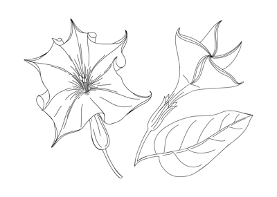 Datura flower  illustration. Modern botanical drawing for pattern, logo, template, banner, posters, invitation, and greeting card design. Jimson weed outline. Poisonous plant design.